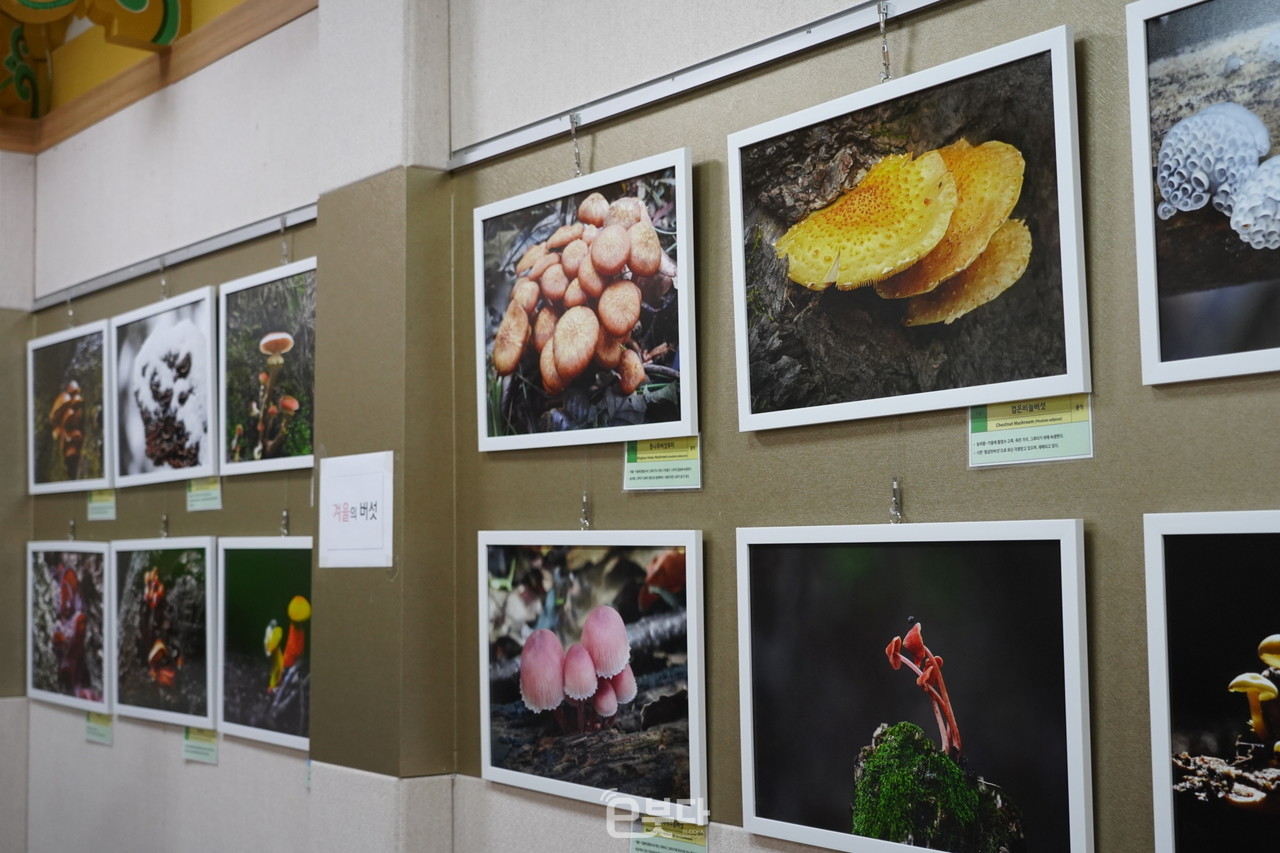 통도사 야생버섯 사진전이 4월 20일까지 경내 명월료에서 진행된다.