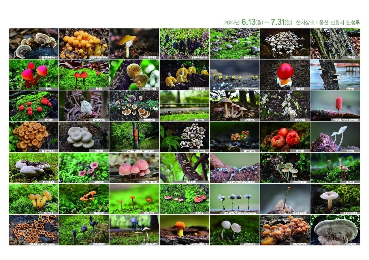 이번 전시에서는 울산지역에 자생하고 있는 희귀하고 아름다운 야생버섯 50여 종의 사진들을 감상할 수 있다.  